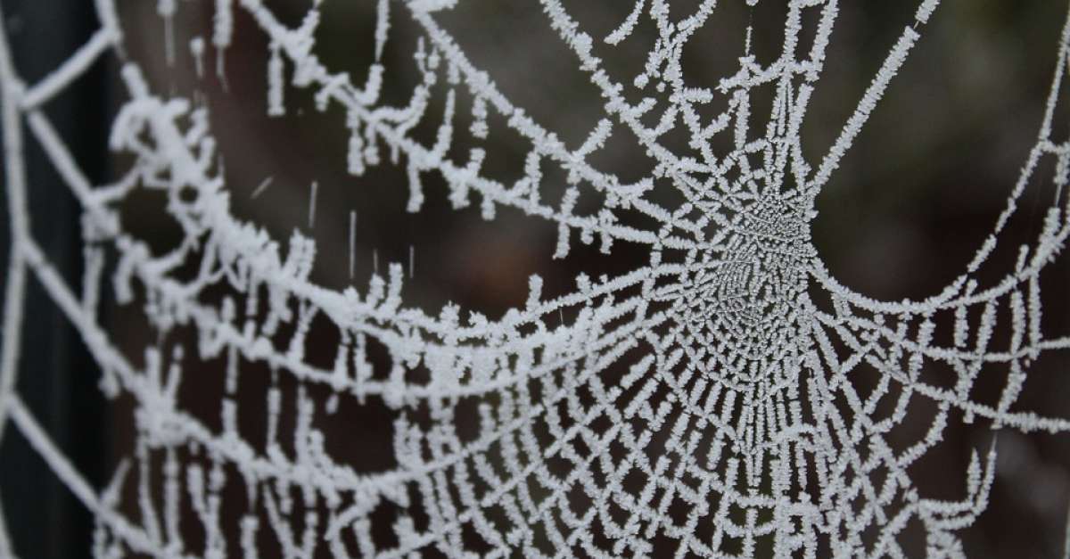What Happens To Spiders In The Winter? Wisconsin Public Radio